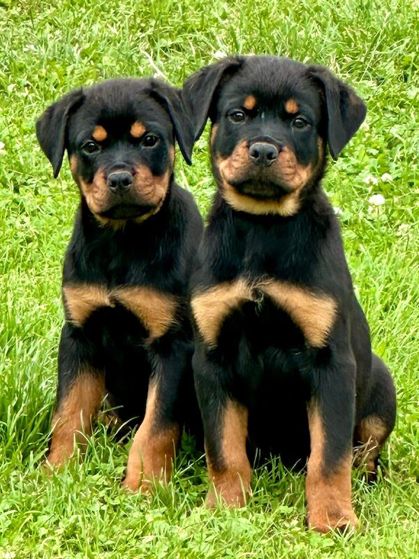 READY TO GO! Rottweiler pups KC Registered + Champ Bloodlines for sale in Leicestershire