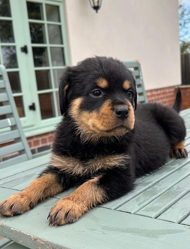 READY TO GO THIS WEEK! Beautiful Rottweiler Pups for sale in Leicestershire