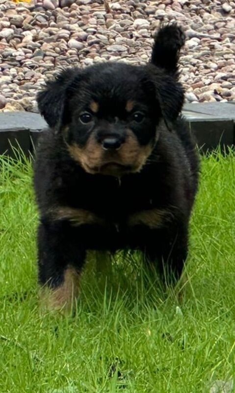 READY TO GO THIS WEEK! Beautiful Rottweiler Pups for sale in Leicestershire - Image 2