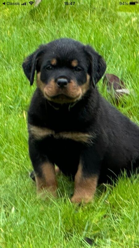 READY TO GO THIS WEEK! Beautiful Rottweiler Pups for sale in Leicestershire - Image 3