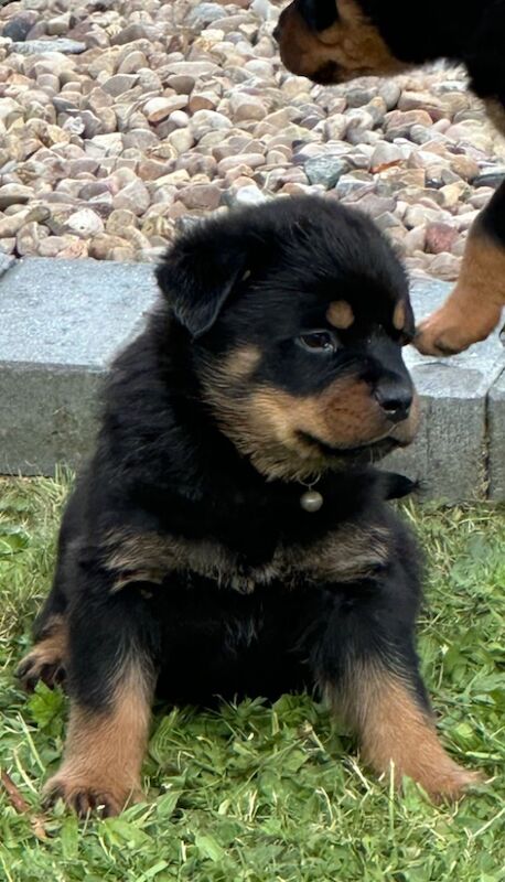 READY TO GO THIS WEEK! Beautiful Rottweiler Pups for sale in Leicestershire - Image 4