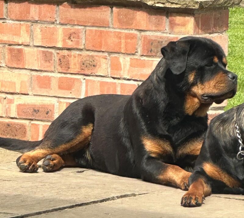 READY TO GO THIS WEEK! Beautiful Rottweiler Pups for sale in Leicestershire - Image 5