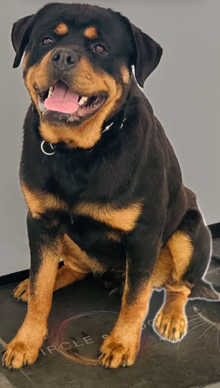 READY TO GO THIS WEEK! Beautiful Rottweiler Pups for sale in Leicestershire - Image 6