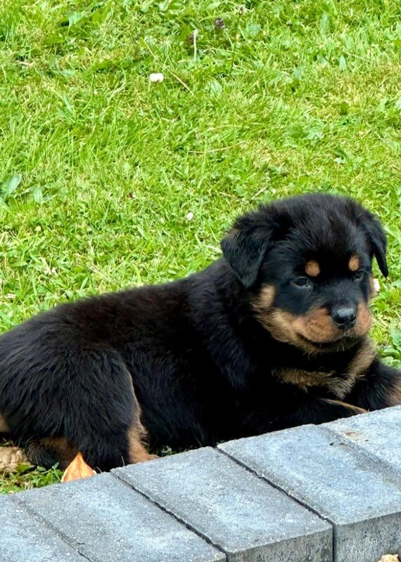 READY TO GO THIS WEEK! Beautiful Rottweiler Pups for sale in Leicestershire - Image 7