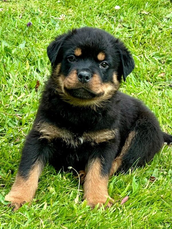 READY TO GO THIS WEEK! Beautiful Rottweiler Pups for sale in Leicestershire - Image 8