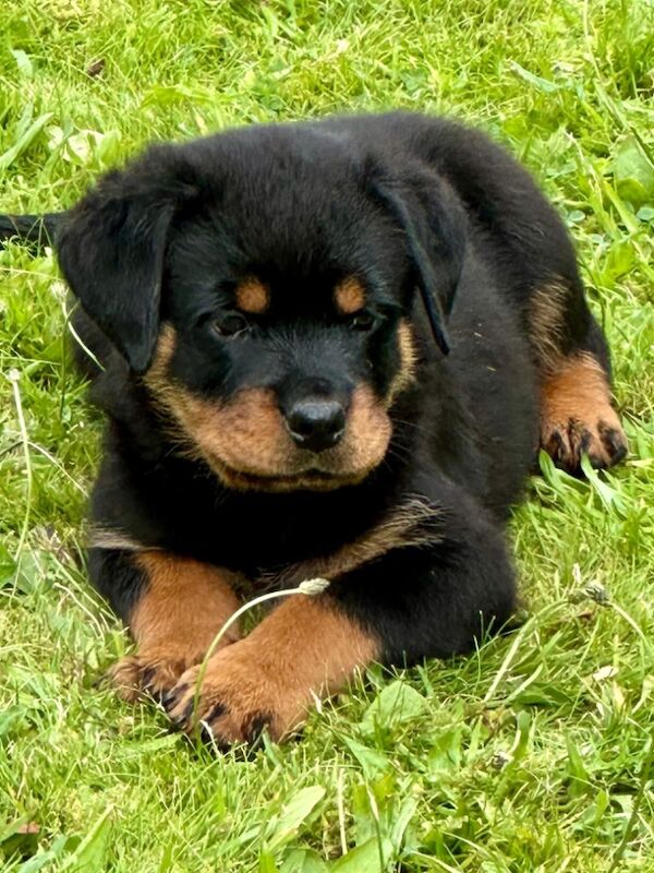 READY TO GO THIS WEEK! Beautiful Rottweiler Pups for sale in Leicestershire - Image 9