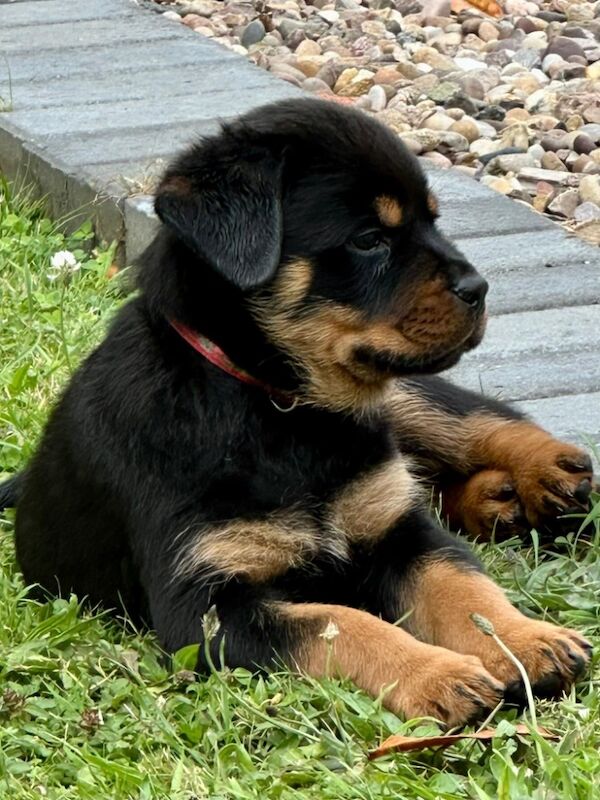 READY TO GO THIS WEEK! Beautiful Rottweiler Pups for sale in Leicestershire - Image 10