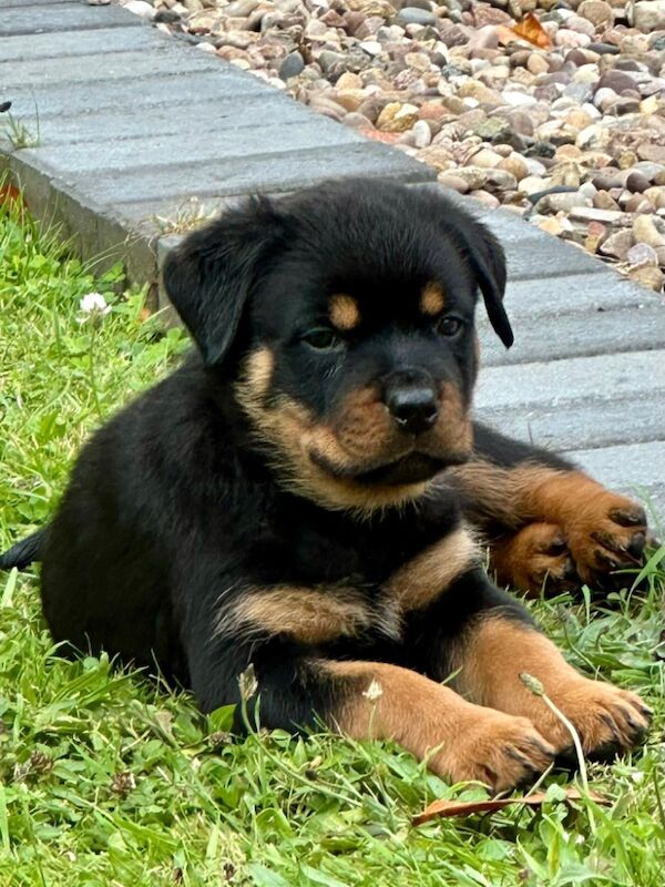 READY TO GO THIS WEEK! Beautiful Rottweiler Pups for sale in Leicestershire - Image 11