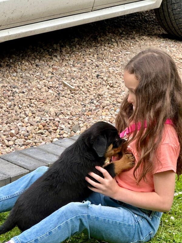 READY TO GO THIS WEEK! Beautiful Rottweiler Pups for sale in Leicestershire - Image 12