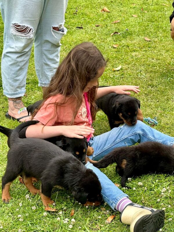 READY TO GO THIS WEEK! Beautiful Rottweiler Pups for sale in Leicestershire - Image 13