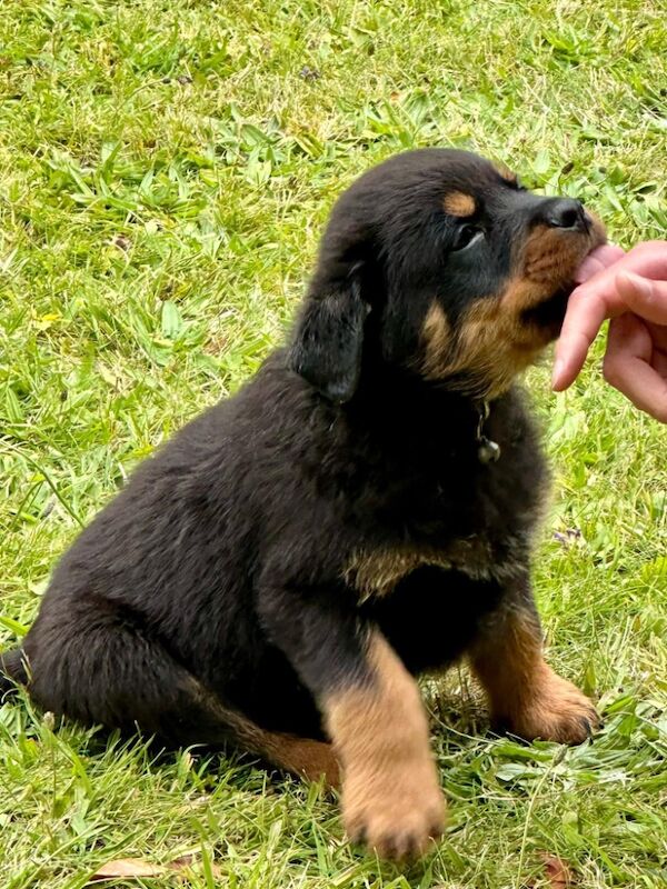 READY TO GO THIS WEEK! Beautiful Rottweiler Pups for sale in Leicestershire - Image 14