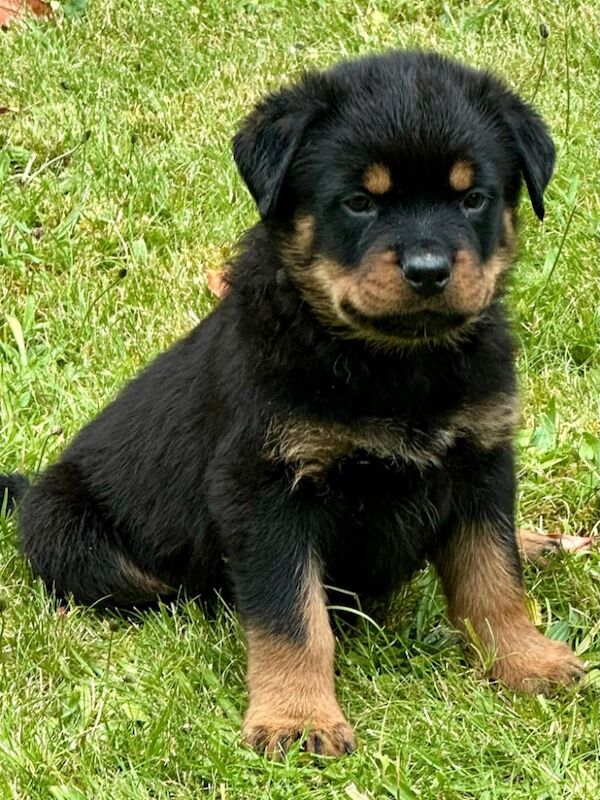 READY TO GO THIS WEEK! Beautiful Rottweiler Pups for sale in Leicestershire - Image 15