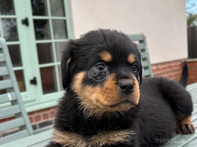 READY TO GO THIS WEEK! Rottweiler pups Kc for sale in Leicester, Leicestershire