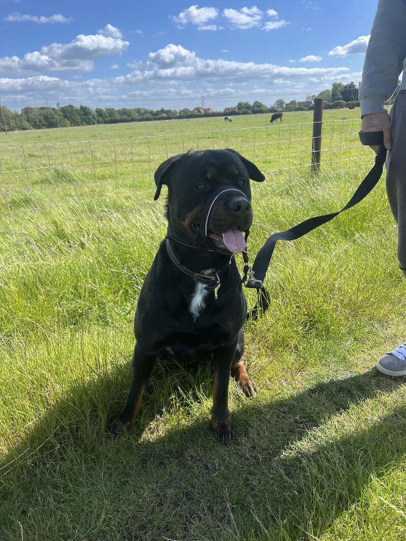 Reggie- 3yrs 9months for sale in Nottingham, Nottinghamshire - Image 6