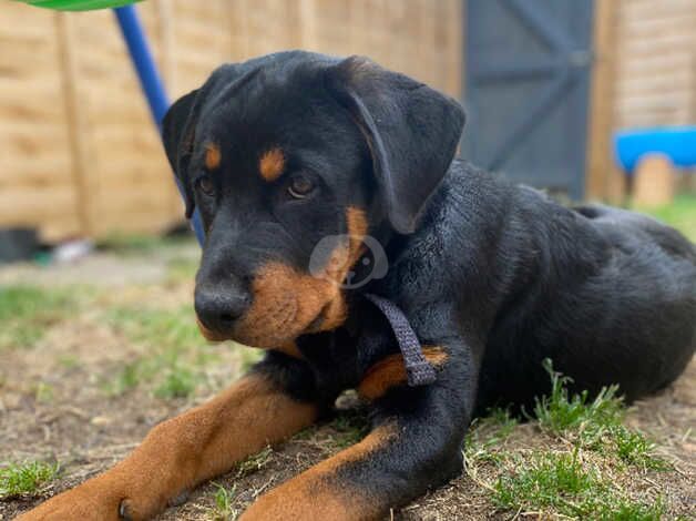 Rehoming our 6 month old boy buster for sale in Oxford, Staffordshire - Image 2