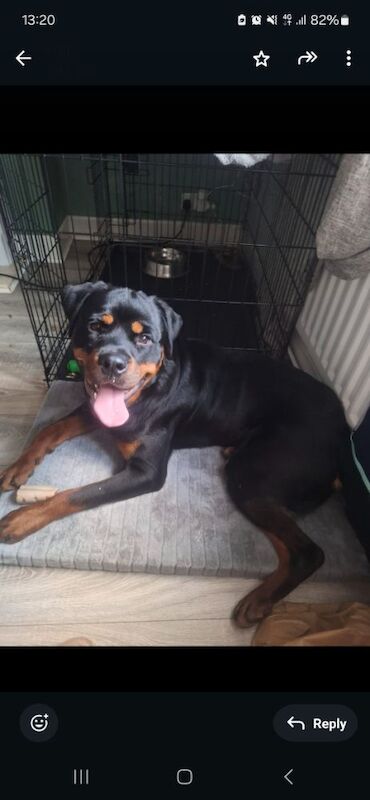 Rico 1 year old male £300 for sale in Nottinghamshire - Image 2