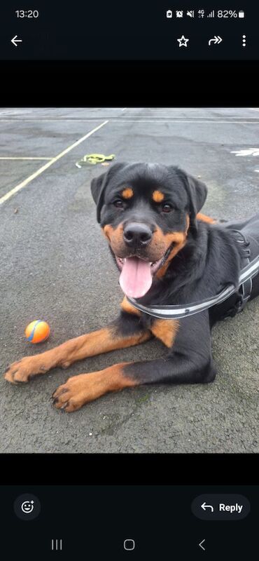 Rico 1 year old male £300 for sale in Nottinghamshire - Image 3