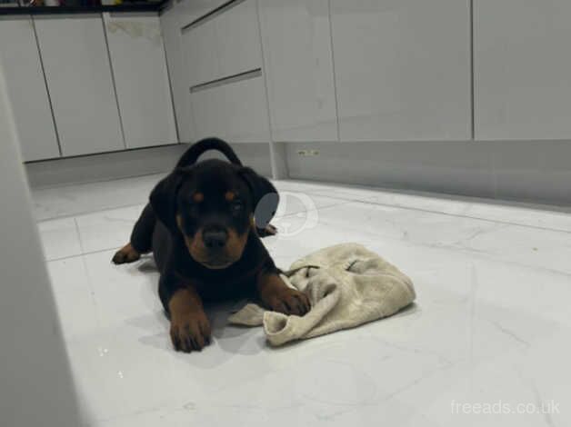 Rotterman puppies for sale in Wolverhampton, West Midlands