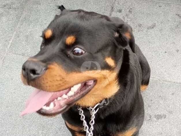 Rottie pup for sale in Camden Town, Camden, Greater London