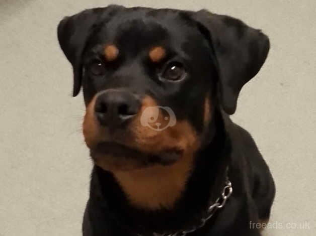 Rottie pup for sale in Camden Town, Camden, Greater London - Image 3