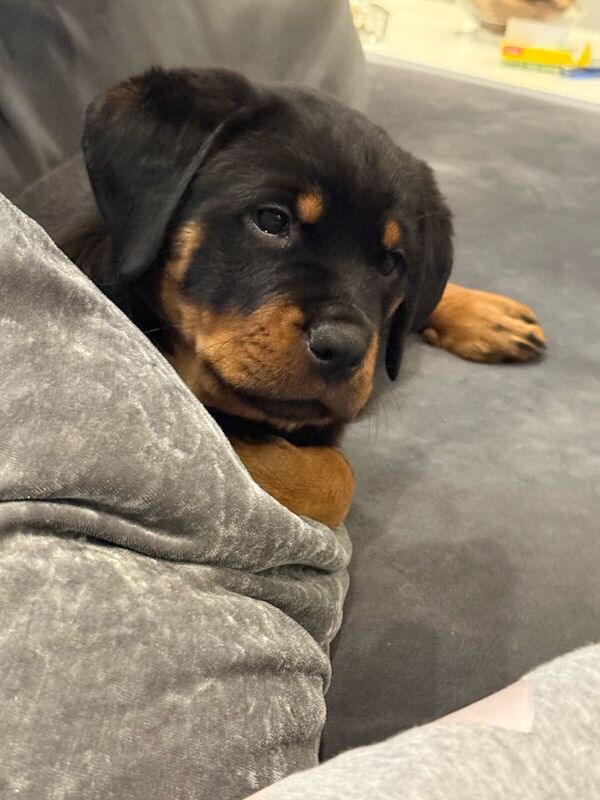 Rottie puppies 🐶 for sale in Camden Town, Greater London