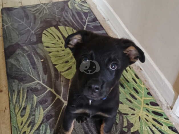 Rottie x German shepherd for sale in Newbury, Somerset