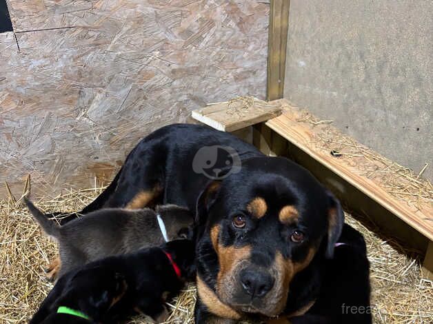 Rottsky puppies for sale in Bishop's Stortford, Hertfordshire