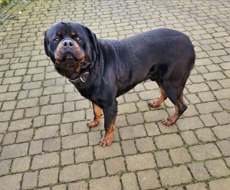 Rottweiler for sale in Derby, Derbyshire