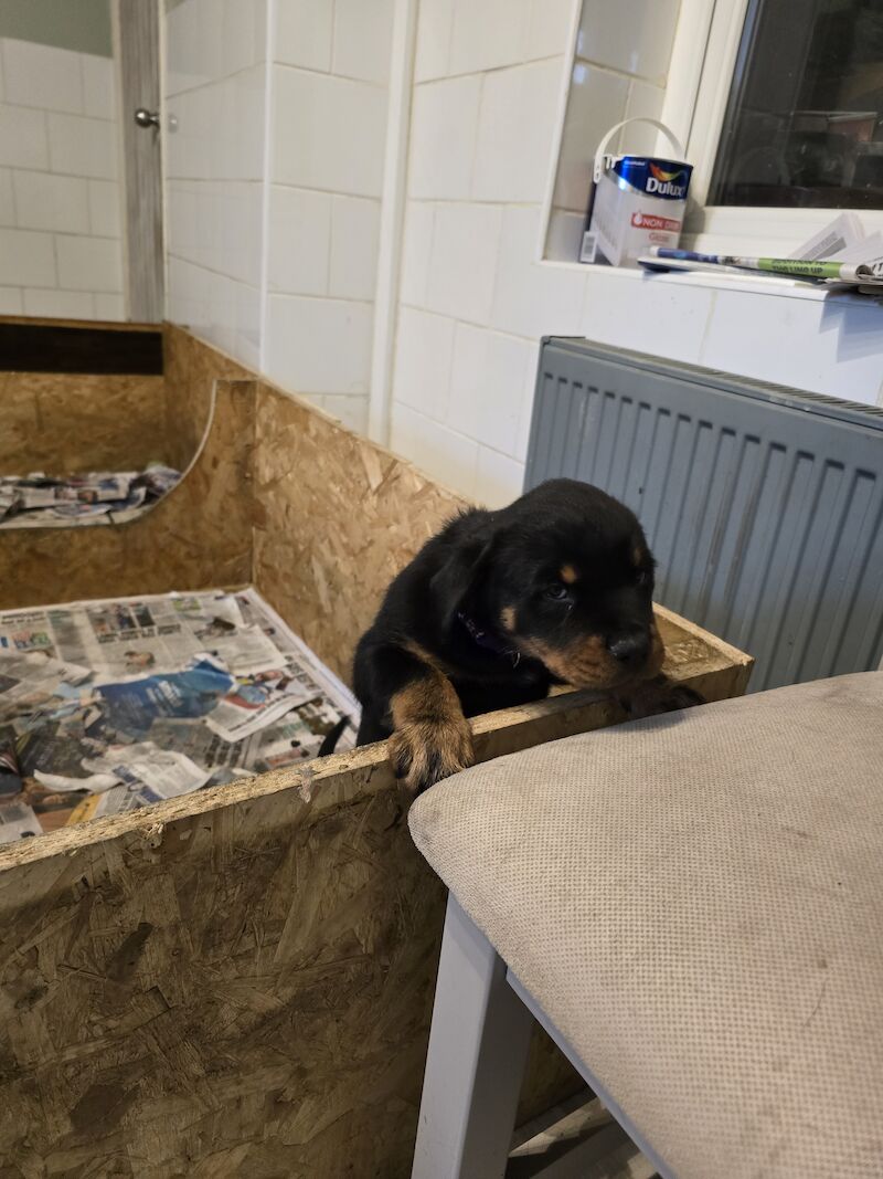 Rottweiler for sale in Hucknall, Nottinghamshire - Image 1