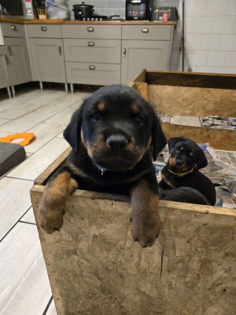 Rottweiler for sale in Hucknall, Nottinghamshire - Image 2