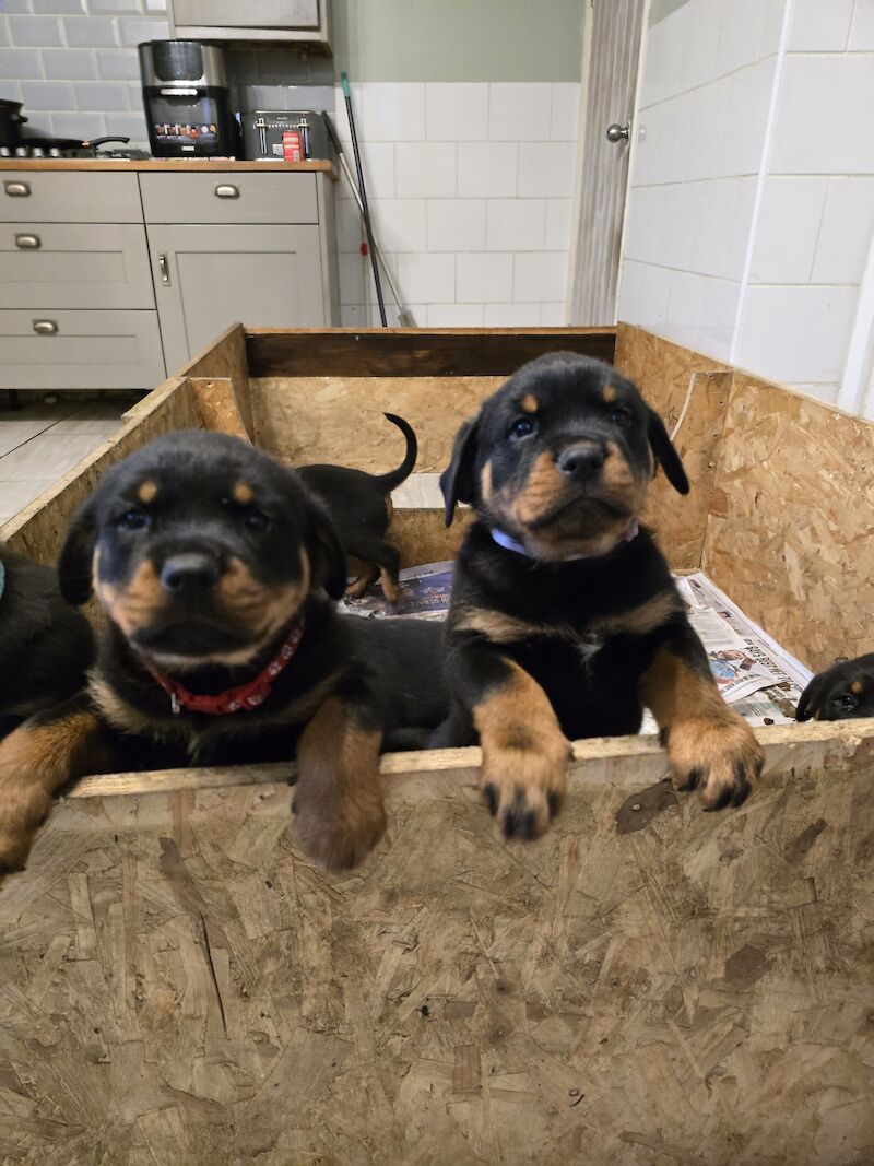 Rottweiler for sale in Hucknall, Nottinghamshire - Image 3