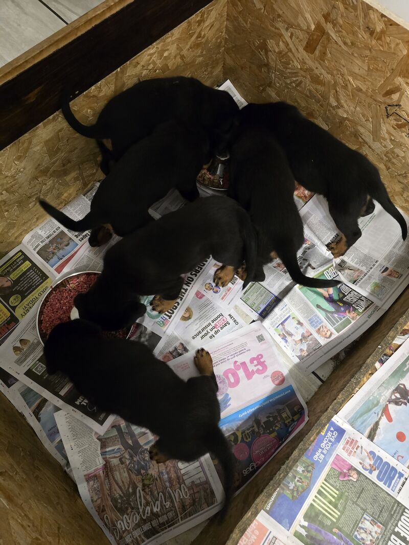 Rottweiler for sale in Hucknall, Nottinghamshire - Image 4