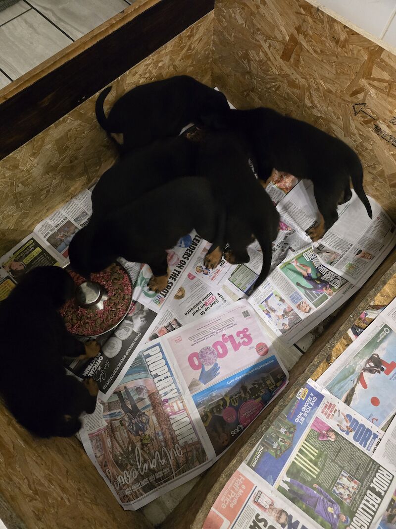 Rottweiler for sale in Hucknall, Nottinghamshire - Image 5