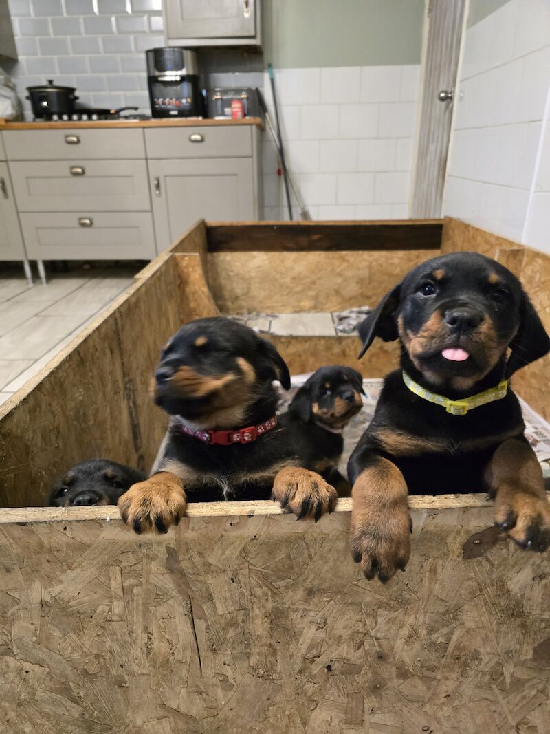 Rottweiler for sale in Hucknall, Nottinghamshire - Image 6