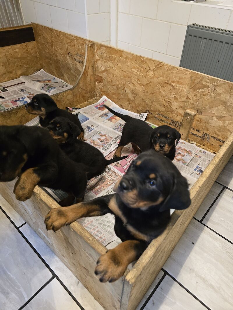 Rottweiler for sale in Hucknall, Nottinghamshire - Image 7