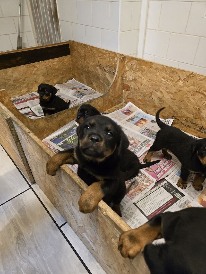 Rottweiler for sale in Hucknall, Nottinghamshire - Image 8