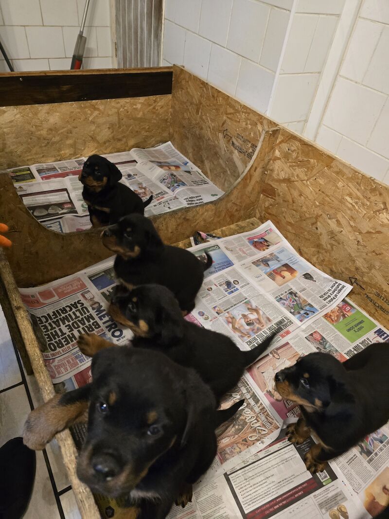 Rottweiler for sale in Hucknall, Nottinghamshire - Image 9