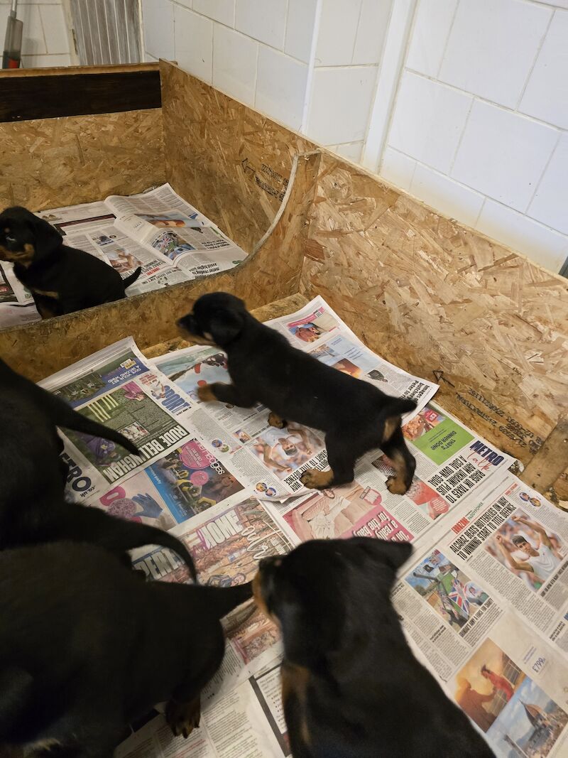 Rottweiler for sale in Hucknall, Nottinghamshire - Image 10