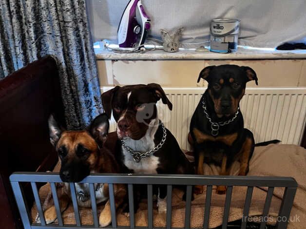 Rottweiler and gsd cross puppies due soon for sale in Doncaster, South Yorkshire - Image 3