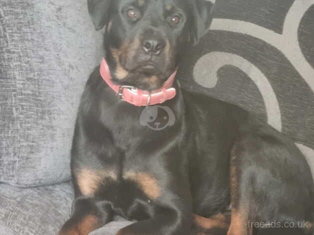 Rottweiler Bitch nearly 4 years old for sale in Birmingham, West Midlands