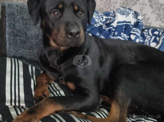 Rottweiler Bitch nearly 4 years old for sale in Birmingham, West Midlands - Image 2