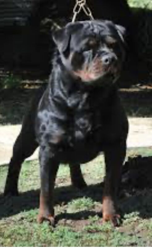 Rottweiler chunky puppies For Sale 8 weeks old ready to go now £ £899 for sale in Iver Buckinghamshire - Image 1