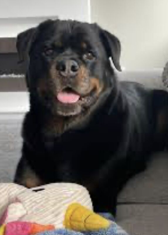 Rottweiler chunky puppies For Sale 8 weeks old ready to go now £ £899 for sale in Iver Buckinghamshire - Image 2