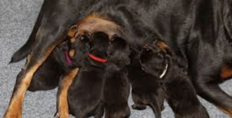Rottweiler chunky puppies For Sale 8 weeks old ready to go now £ £899 for sale in Iver Buckinghamshire - Image 4