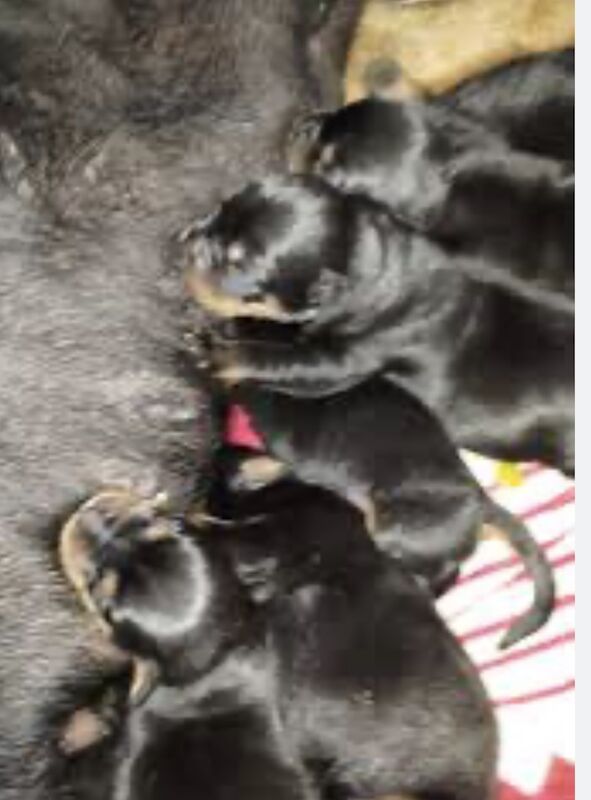 Rottweiler chunky puppies For Sale 8 weeks old ready to go now £ £899 for sale in Iver Buckinghamshire - Image 5