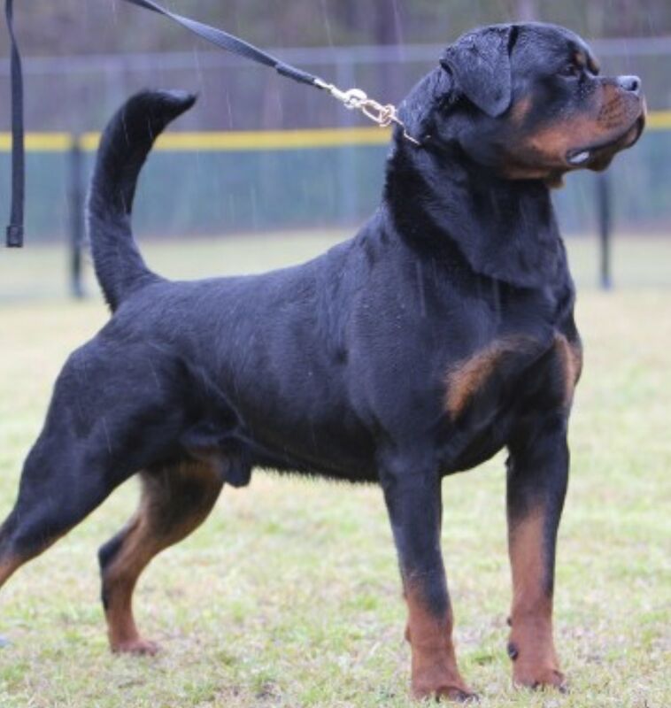 Adult rottweiler hot sale for sale