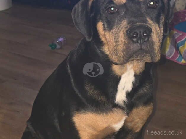 Rottweiler cross puppy for sale in Redbridge, Redbridge, Greater London