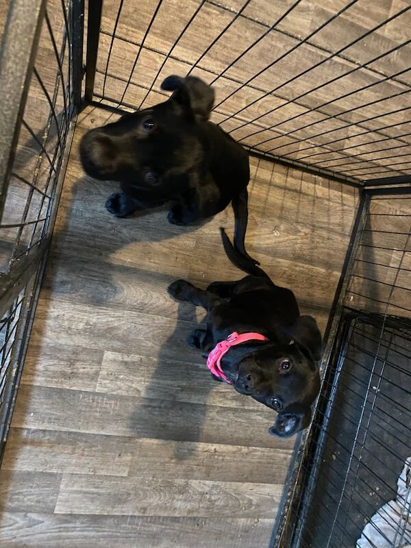 Rottweiler cross pups for sale in Edinburgh, City of Edinburgh