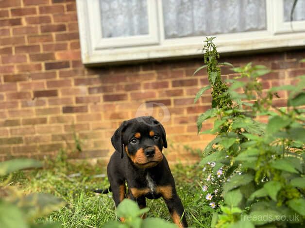 Rottweiler female £1000 Ono for sale in London