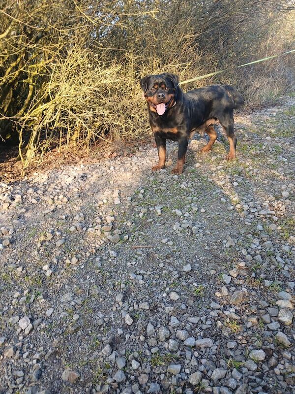 Rottweiler female needs new home for sale in East Acton, Greater London